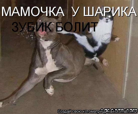 Котоматрица: МАМОЧКА  У ШАРИКА ЗУБИК БОЛИТ