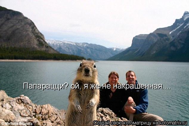Котоматрица: Папарацци? ой, я же не накрашенная....