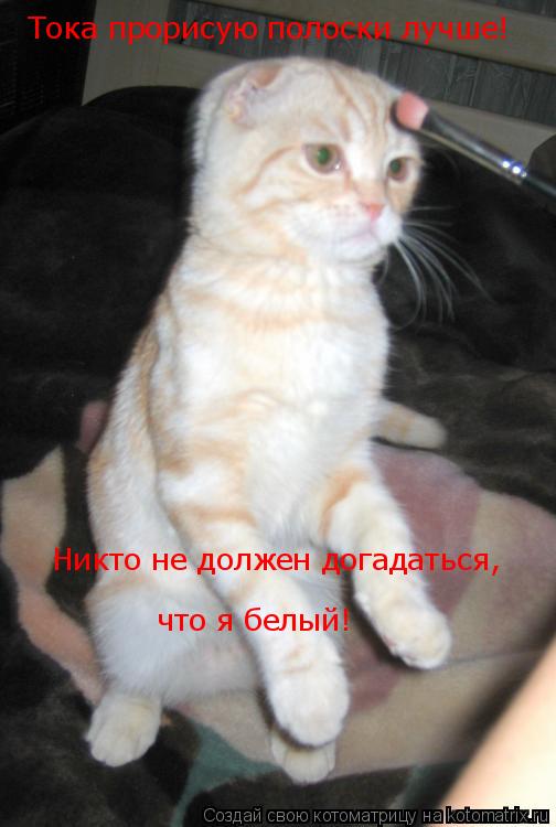 Котоматрица: что я белый! Тока прорисую полоски лучше! Никто не должен догадаться,