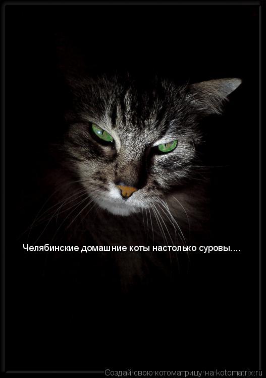 Челябинские домашние коты настолько суровы....... Котоматрица: Челябинские домашние коты настолько суровы....