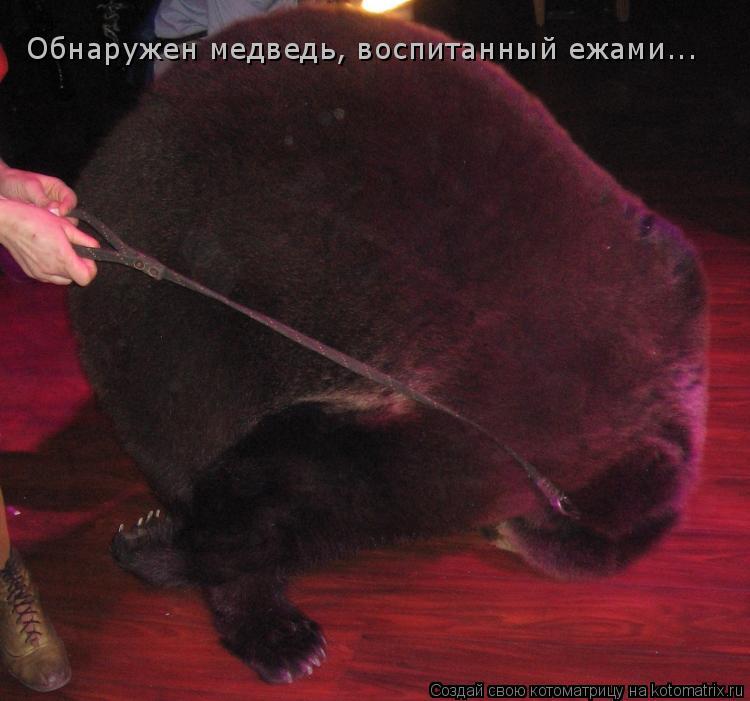 Котоматрица: Обнаружен медведь, воспитанный ежами...