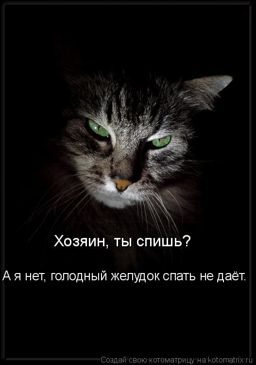 Хозяин, ты спишь? А я нет, голодный желудок спать не даёт.... Котоматрица: Хозяин, ты спишь? А я нет, голодный желудок спать не даёт.