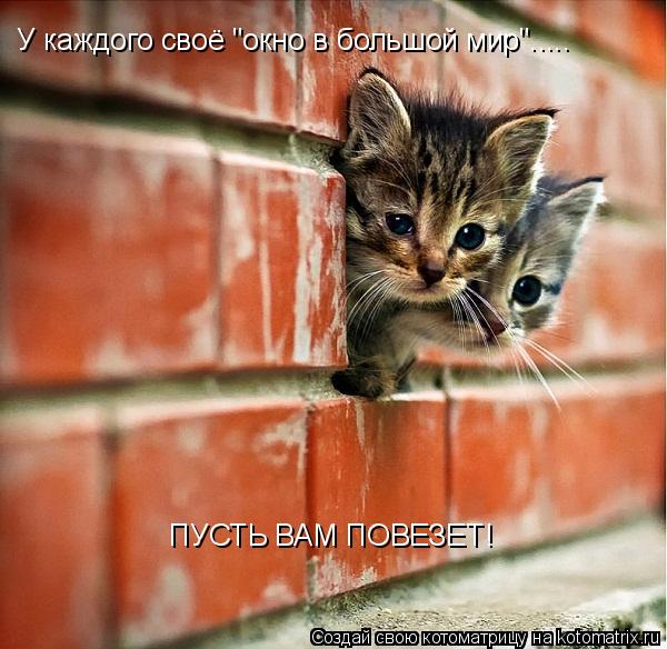 У каждого своё "окно в большой мир"..... ПУСТЬ ВАМ ПОВЕЗЕТ!... Котоматрица: У каждого своё "окно в большой мир"..... ПУСТЬ ВАМ ПОВЕЗЕТ!