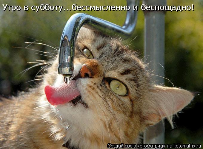 Котоматрица: Утро в субботу...бессмысленно и беспощадно!