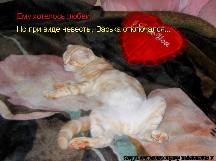 Котоматрица: Ему хотелось любви... Но при виде невесты, Васька отключался...