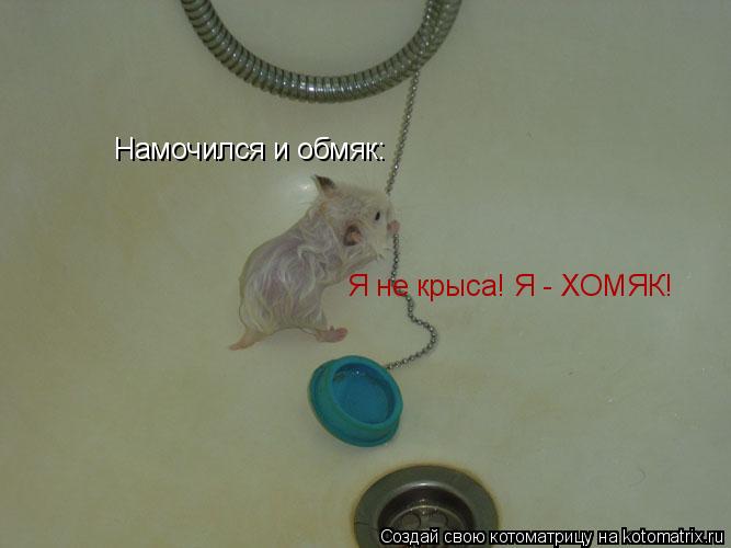 Намочился и обмяк: Я не крыса! Я - ХОМЯК!... Котоматрица: Намочился и обмяк: Я не крыса! Я - ХОМЯК!