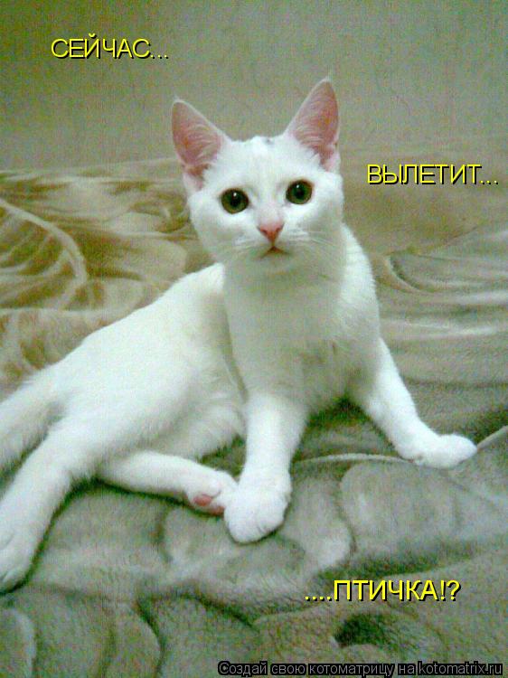Котоматрица: СЕЙЧАС... ВЫЛЕТИТ... ....ПТИЧКА!?