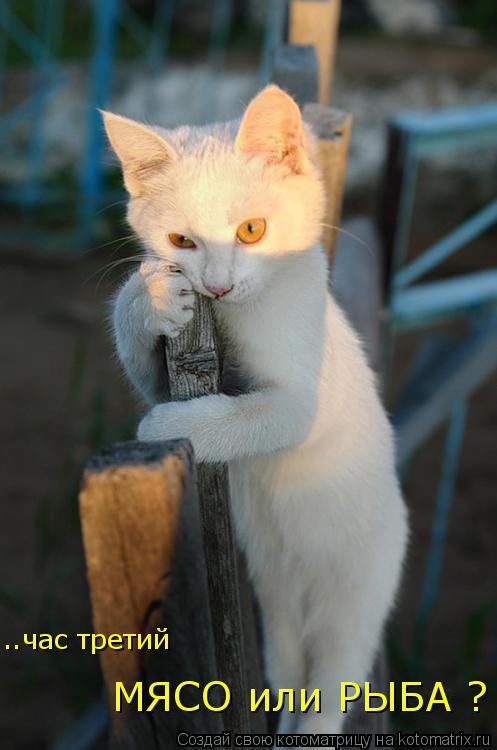 Котоматрица: МЯСО или РЫБА ? ..час третий