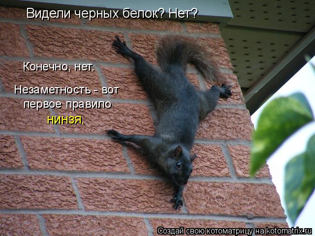 Видели черных белок? Нет? Конечно, нет. Незаметность - вот первое правило нинзя.... Котоматрица: Видели черных белок? Нет? Конечно, нет. Незаметность - вот первое правило нинзя.