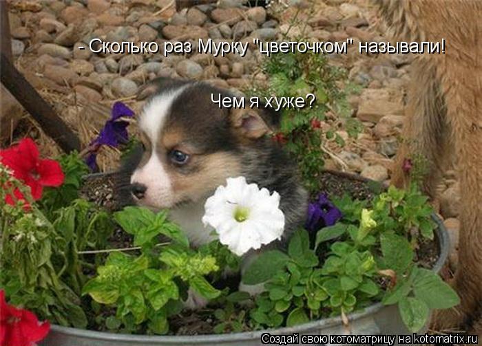- Сколько раз Мурку "цветочком" называли! Чем я хуже?... Котоматрица: - Сколько раз Мурку "цветочком" называли! Чем я хуже?