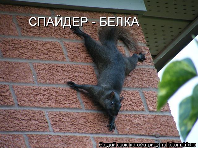 СПАЙДЕР - БЕЛКА... Котоматрица: СПАЙДЕР - БЕЛКА