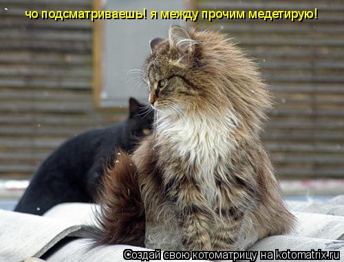 чо подсматриваешь! я между прочим медетирую!... Котоматрица: чо подсматриваешь! я между прочим медетирую!