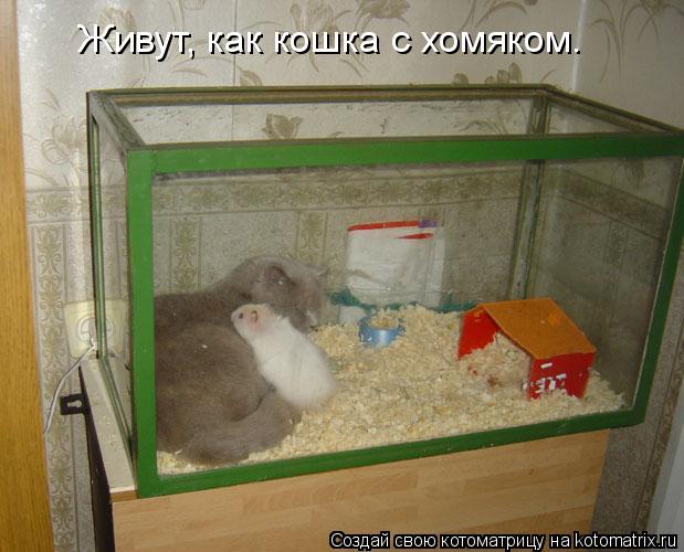 Живут, как кошка с хомяком.... Котоматрица: Живут, как кошка с хомяком.