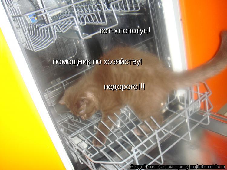 кот-хлопотун! помощник по хозяйству! недорого!!!... Котоматрица: кот-хлопотун! помощник по хозяйству! недорого!!!