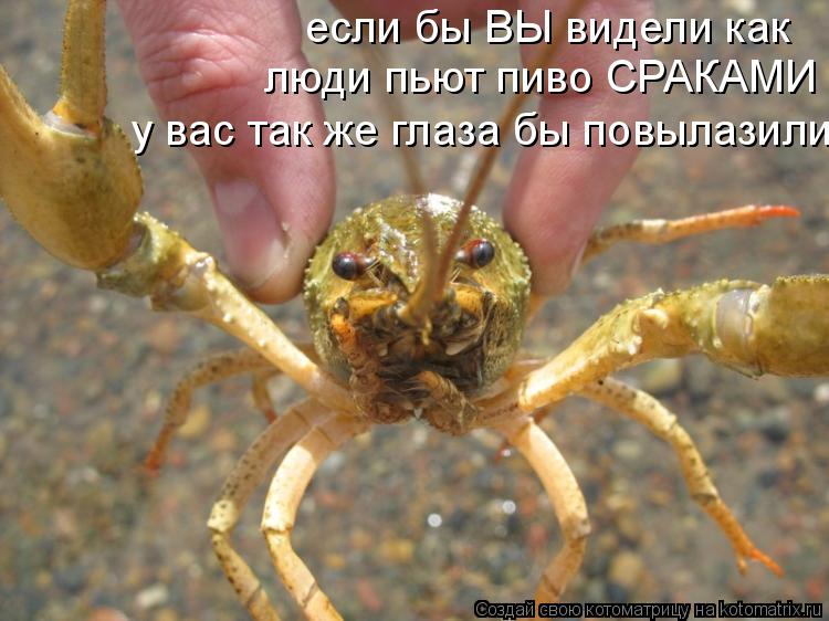 Котоматрица: если бы ВЫ видели как люди пьют пиво СРАКАМИ у вас так же глаза бы повылазили
