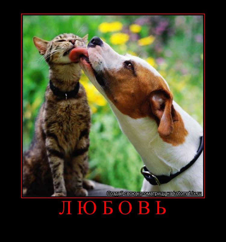 Котоматрица: Любовь 
