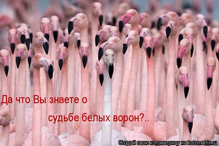 Котоматрица: Да что Вы знаете о судьбе белых ворон?..