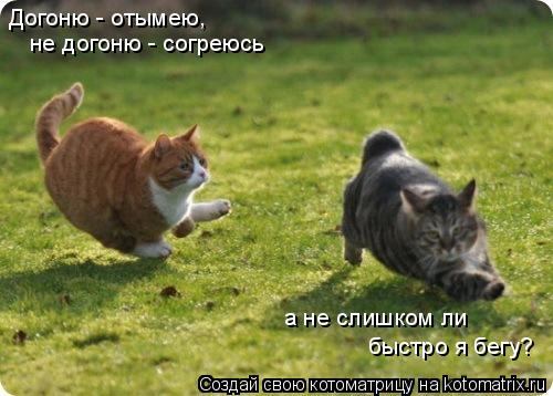 Котоматрица: а не слишком ли быстро я бегу? не догоню - согреюсь Догоню - отымею, а не слишком ли быстро я бегу?