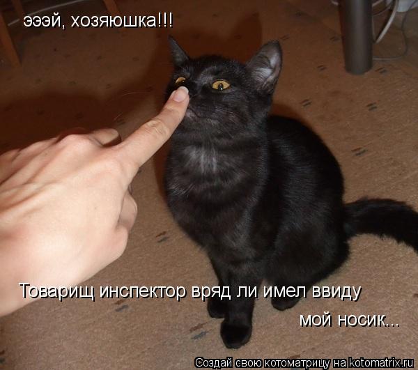 Котоматрица: эээй, хозяюшка!!! Товарищ инспектор вряд ли имел ввиду мой носик...