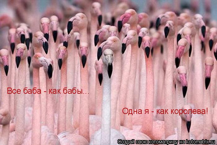 Котоматрица: Все баба - как бабы... Одна я - как королева!
