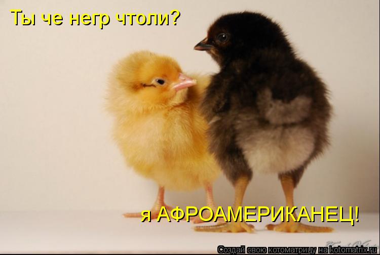 Котоматрица: Ты че негр чтоли? я АФРОАМЕРИКАНЕЦ!