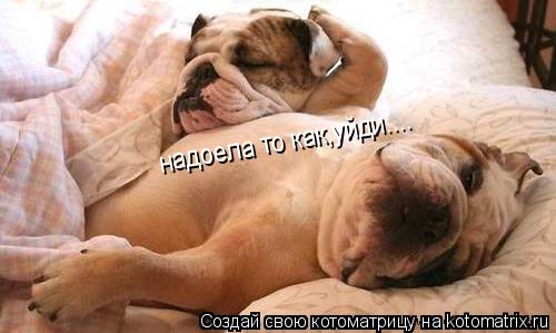 надоела то как,уйди....... Котоматрица: надоела то как,уйди....