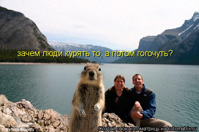 Котоматрица: зачем люди курять то, а потом гогочуть?