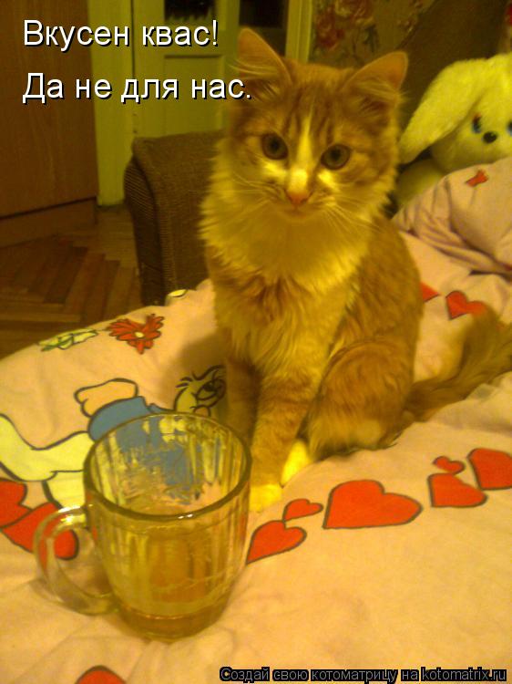 Котоматрица: Вкусен квас! Да не для нас.