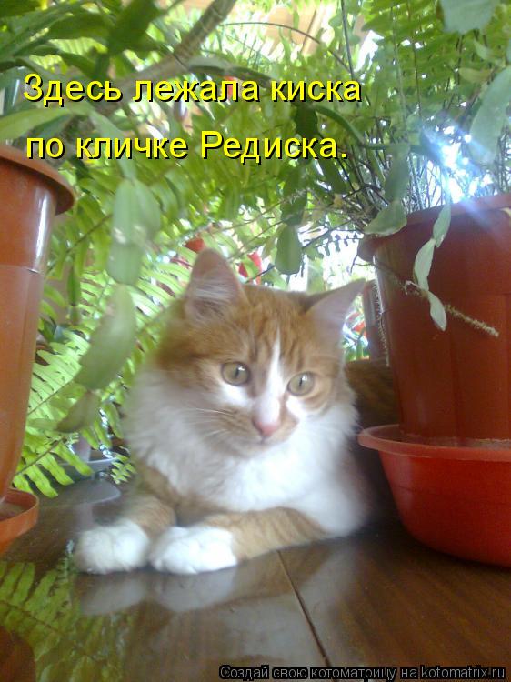 Котоматрица: Здесь лежала киска по кличке Редиска.