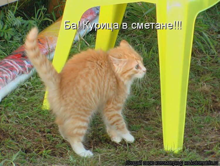 Ба! Курица в сметане!!!... Котоматрица: Ба! Курица в сметане!!!