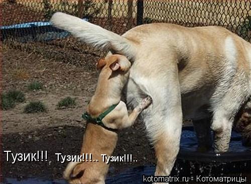Тузик!!!.. Тузик!!!.. Тузик!!!... Котоматрица: Тузик!!!.. Тузик!!!.. Тузик!!!