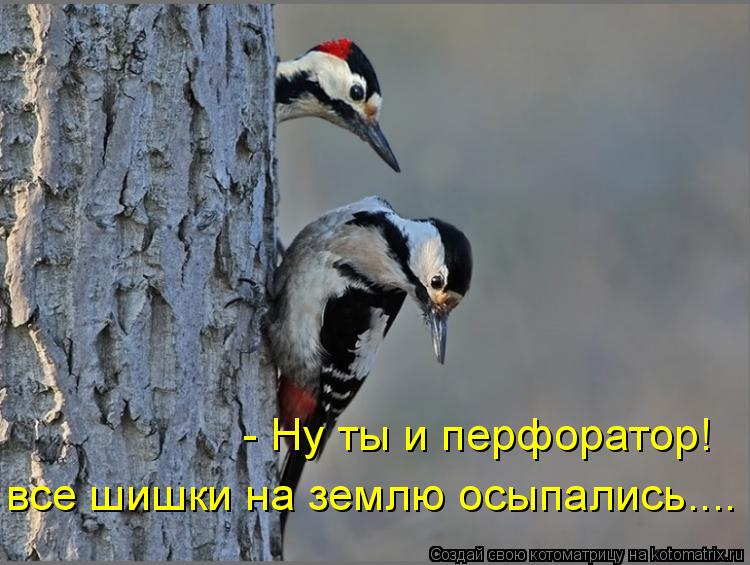- Ну ты и перфоратор! все шишки на землю осыпались....... Котоматрица: - Ну ты и перфоратор! все шишки на землю осыпались....