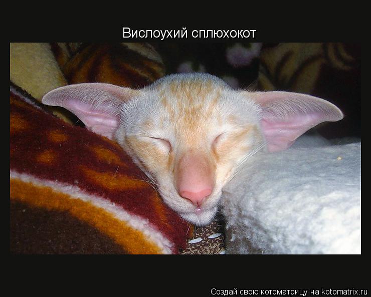 Котоматрица: Вислоухий сплюхокот