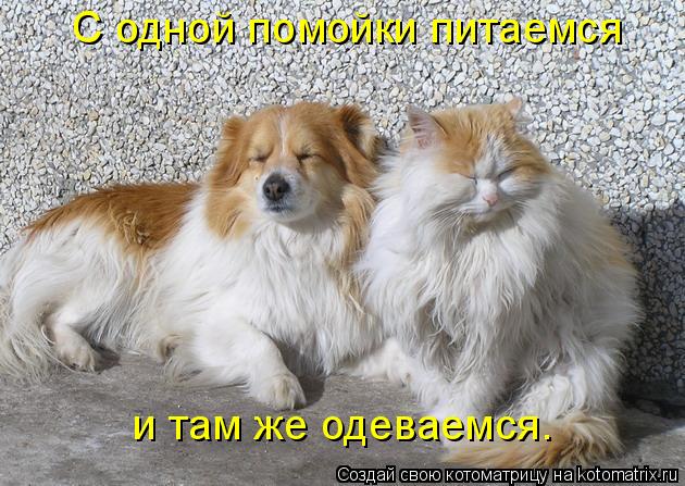 Котоматрица: С одной помойки питаемся и там же одеваемся.