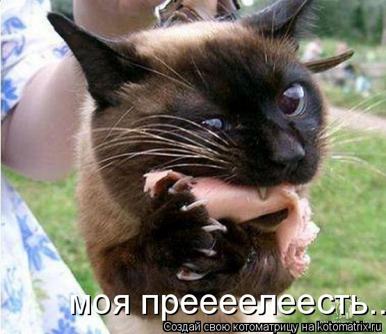 Котоматрица: моя преееелеесть...