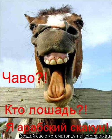 Чаво?! Кто лошадь?! Я арабский скакун!... Котоматрица: Чаво?! Кто лошадь?! Я арабский скакун!