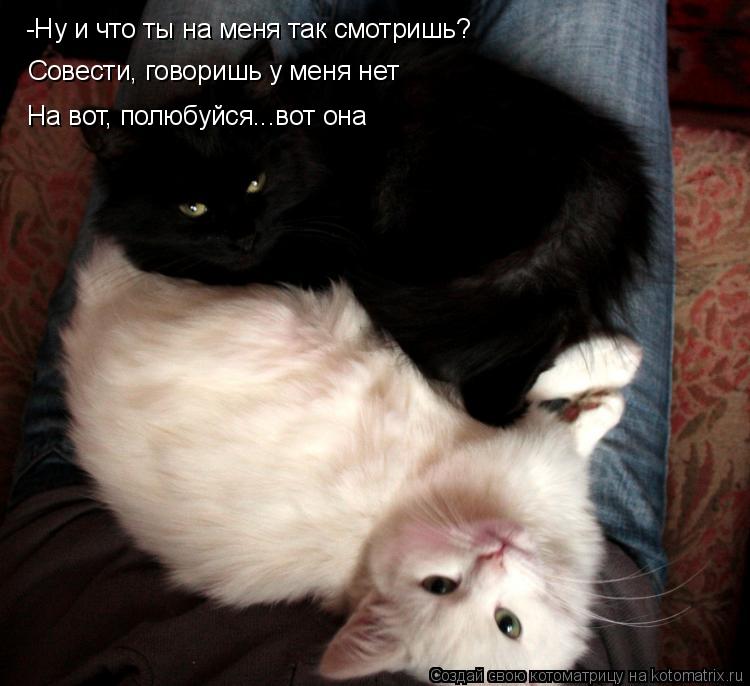 Котоматрица: -Ну и что ты на меня так смотришь? Совести, говоришь у меня нет На вот, полюбуйся...вот она