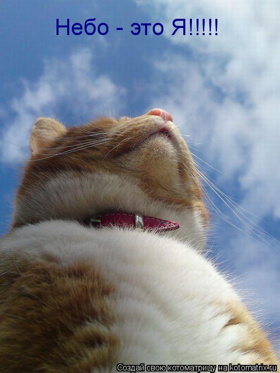 Небо - это Я!!!!!... Котоматрица: Небо - это Я!!!!!