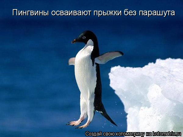 Котоматрица: Пингвины осваивают прыжки без парашута