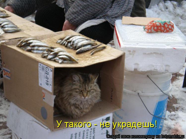 У такого - не украдешь!... Котоматрица: У такого - не украдешь!