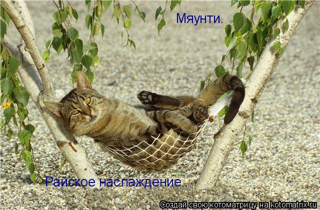 Котоматрица: Мяунти. Райское наслаждение...