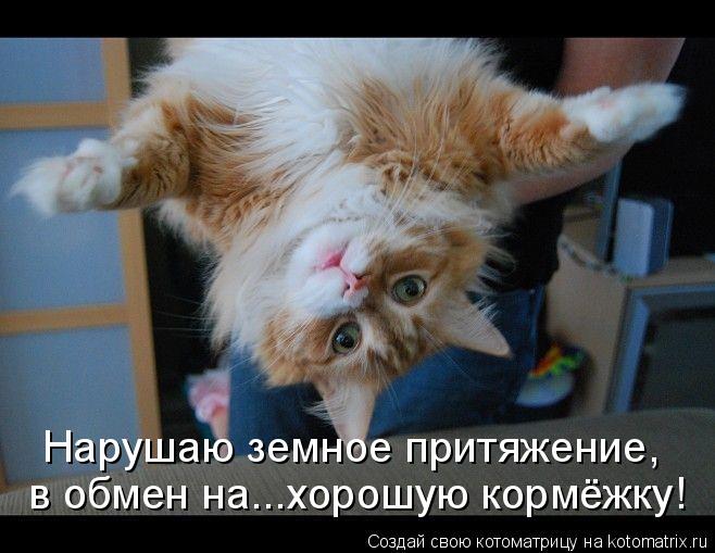 Котоматрица: в обмен на...хорошую кормёжку! Нарушаю земное притяжение,