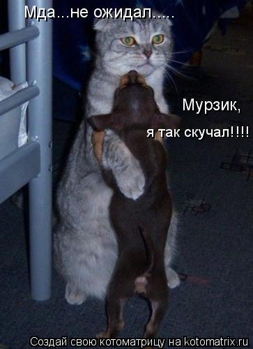 Мда...не ожидал..... Мурзик, я так скучал!!!!... Котоматрица: Мда...не ожидал..... Мурзик, я так скучал!!!!