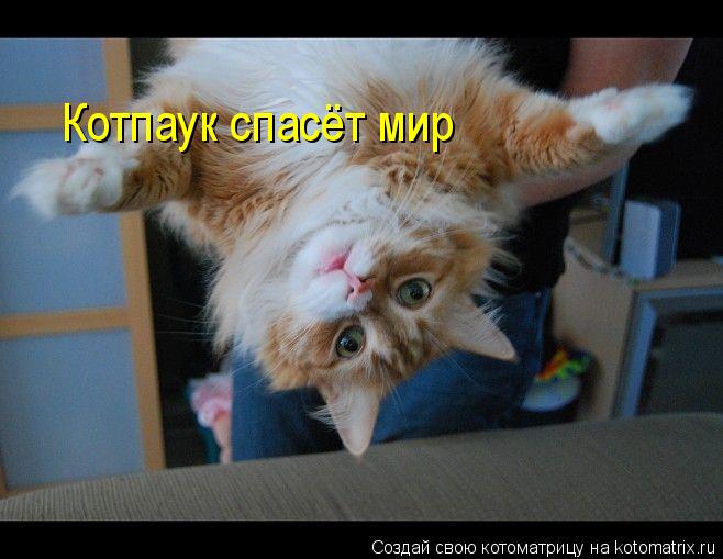 Котоматрица: Котпаук спасёт мир