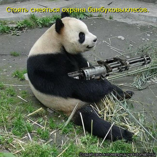 Стоять смеяться охрана бамбуковыхлесов.... Котоматрица: Стоять смеяться охрана бамбуковыхлесов.