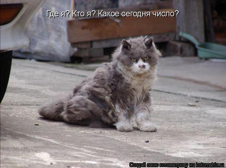 Где я? Кто я? Какое сегодня число?... Котоматрица: Где я? Кто я? Какое сегодня число?