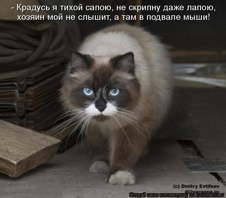 Котоматрица: - Крадусь я тихой сапою, не скрипну даже лапою, хозяин мой не слышит, а там в подвале мыши!