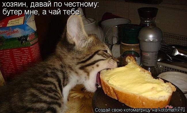 хозяин, давай по честному: бутер мне, а чай тебе... Котоматрица: хозяин, давай по честному: бутер мне, а чай тебе