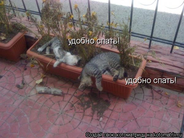 удобно спать! удобно спать!... Котоматрица: удобно спать! удобно спать!