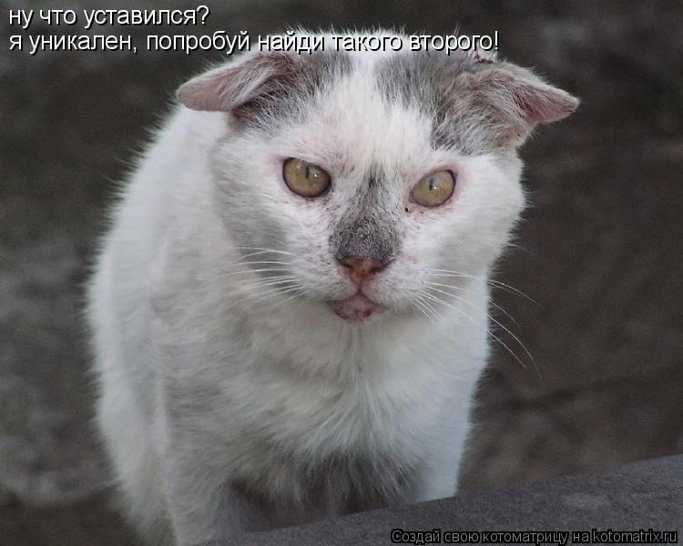 ну что уставился? я уникален, попробуй найди такого второго!... Котоматрица: ну что уставился? я уникален, попробуй найди такого второго!